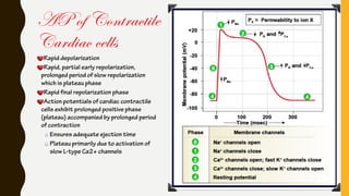 AP of Contractile
Cardiac cells
Rapid depolarization
Rapid, partial early repolarization,
prolonged period of slow repolarization
which is plateau phase
Rapid final repolarization phase
Action potentials of cardiac contractile
cells exhibit prolonged positive phase
(plateau) accompanied by prolonged period
of contraction
Ensures adequate ejection time
Plateau primarily due to activation of
slow L-type Ca2+ channels
 