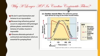 Why A Longer AP In Cardiac Contractile Fibers?
We don’t want Summation and
tetanus in our myocardium.
Because long refractory period
occurs in conjunction with prolonged
plateau phase, summation and
tetanus of cardiac muscle is
impossible
• Ensures alternate periods of
contraction and relaxation which are
essential for pumping blood
 