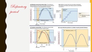 Refractory
period
 
