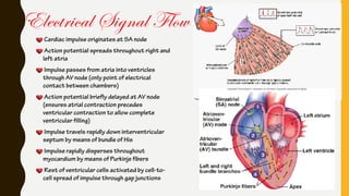 Cardiac impulse originates at SA node
Action potential spreads throughout right and
left atria
Impulse passes from atria into ventricles
through AV node (only point of electrical
contact between chambers)
Action potential briefly delayed at AV node
(ensures atrial contraction precedes
ventricular contraction to allow complete
ventricular filling)
Impulse travels rapidly down interventricular
septum by means of bundle of His
Impulse rapidly disperses throughout
myocardium by means of Purkinje fibers
Rest of ventricular cells activated by cell-to-
cell spread of impulse through gap junctions
Electrical Signal Flow
 