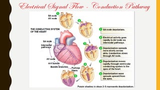 Electrical Signal Flow - Conduction Pathway
 