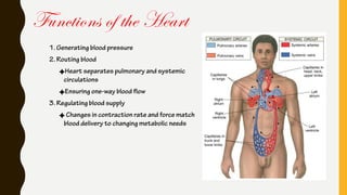Functions of the Heart
1. Generating blood pressure
2. Routing blood
Heart separates pulmonary and systemic
circulations
Ensuring one-way blood flow
3. Regulating blood supply
Changes in contraction rate and force match
blood delivery to changing metabolic needs
 