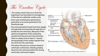 The cardiac events that occur from the
beginning of one heartbeat to the beginning
of the next are called the cardiac cycle.
Each cycle is initiated by spontaneous
generation of an action potential in the
SinoAtrial node
the action potential travels from here rapidly
through both atria and then through the A-V
bundle into the ventricles. (Because of this
special arrangement of the conducting
system from the atria into the ventricles,
there is a delay of more than 0.1 second
during passage of the cardiac impulse from
the atria into the ventricles)
This allows the atria to contract ahead of
ventricular contraction, thereby pumping
blood into the ventricles before the strong
ventricular contraction begins.
The Cardiac Cycle
 