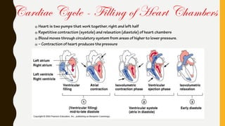 Cardiac Cycle - Filling of Heart Chambers
Heart is two pumps that work together, right and left half
Repetitive contraction (systole) and relaxation (diastole) of heart chambers
Blood moves through circulatory system from areas of higher to lower pressure.
– Contraction of heart produces the pressure
 