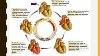 START
Late diastole: both sets of
chambers are relaxed and
ventricles fill passively.
Atrial systole: atrial contraction
forces a small amount of
additional blood into ventricles.
Isovolumic ventricular
contraction: first phase of
ventricular contraction pushes
AV valves closed but does not
create enough pressure to open
semilunar valves.
Ventricular ejection:
as ventricular pressure
rises and exceeds
pressure in the arteries,
the semilunar valves
open and blood is
ejected.
Isovolumic ventricular
relaxation: as ventricles
relax, pressure in ventricles
falls, blood flows back into
cups of semilunar valves
and snaps them closed.
 