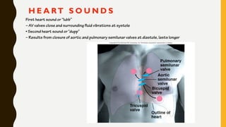 H E A RT S O U N D S
First heart sound or “lubb”
– AV valves close and surrounding fluid vibrations at systole
• Second heart sound or “dupp”
– Results from closure of aortic and pulmonary semilunar valves at diastole, lasts longer
 