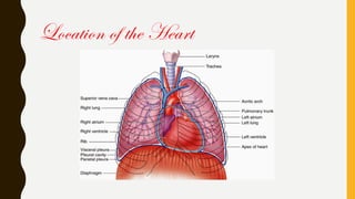 Location of the Heart
 