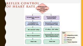 R E F L E X C ON T R OL
OF H E A RT R AT E
 