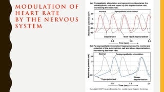 M OD U L AT ION OF
H E A RT R AT E
BY T H E N E RV O U S
S Y S T E M
 