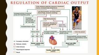 R E G U L AT ION OF C A R DI A C O U T P U T
 