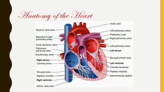 Anatomy of the Heart
 