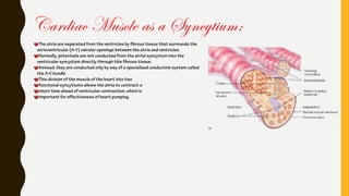 The atria are separated from the ventricles by fibrous tissue that surrounds the
atrioventricular (A-V) valvular openings between the atria and ventricles.
Normally, potentials are not conducted from the atrial syncytium into the
ventricular syncytium directly through this fibrous tissue.
Instead, they are conducted only by way of a specialized conductive system called
the A-V bundle
This division of the muscle of the heart into two
functional syncytiums allows the atria to contract a
short time ahead of ventricular contraction, which is
important for effectiveness of heart pumping.
Cardiac Muscle as a Syncytium:
 