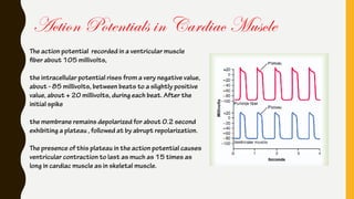 The action potential recorded in a ventricular muscle
fiber about 105 millivolts,
the intracellular potential rises from a very negative value,
about - 85 millivolts, between beats to a slightly positive
value, about + 20 millivolts, during each beat. After the
initial spike
the membrane remains depolarized for about 0.2 second
exhibiting a plateau , followed at by abrupt repolarization.
The presence of this plateau in the action potential causes
ventricular contraction to last as much as 15 times as
long in cardiac muscle as in skeletal muscle.
Action Potentials in Cardiac Muscle
 