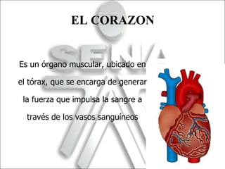Es un órgano muscular, ubicado en el tórax, que se encarga de generar la fuerza que impulsa la sangre a través de los vasos sanguíneos EL CORAZON  