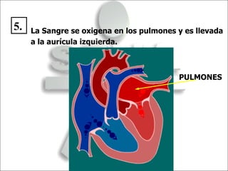 PULMONES La Sangre se oxigena en los pulmones y es llevada a la aurícula izquierda. 5. 