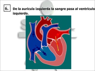De la aurícula izquierda la sangre pasa al ventrículo izquierdo. 6. 
