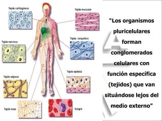 “ Los organismos pluricelulares forman conglomerados celulares con función específica (tejidos) que van situándose lejos del medio externo” 