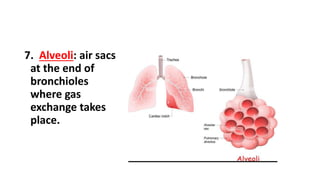 Cardiopulmonary system.pptx 1.pptx