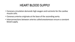 HEART BLOOD SUPPLY
• Coronary circulation demands high oxygen and nutrients for the cardiac
muscle cells.
• Coronary arteries originate at the base of the ascending aorta.
• Interconnections between arteries called anastomoses ensure a constant
blood supply.
 