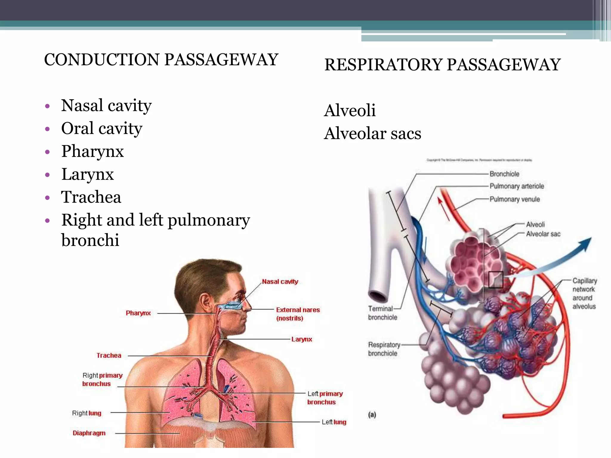 Cardiopulmonary system overview | PPTX