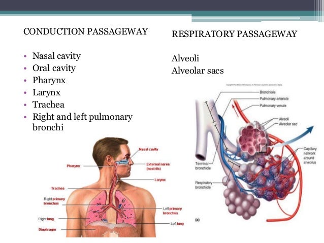 What is the cardiopulmonary system