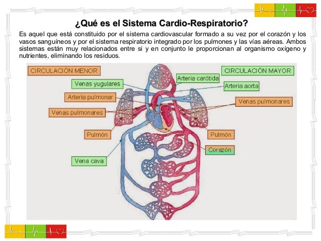sistema cardio