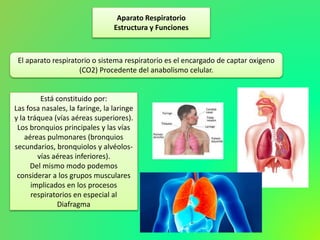 Aparato Respiratorio
Estructura y Funciones
El aparato respiratorio o sistema respiratorio es el encargado de captar oxigeno
(CO2) Procedente del anabolismo celular.
Está constituido por:
Las fosa nasales, la faringe, la laringe
y la tráquea (vías aéreas superiores).
Los bronquios principales y las vías
aéreas pulmonares (bronquios
secundarios, bronquiolos y alvéolos-
vías aéreas inferiores).
Del mismo modo podemos
considerar a los grupos musculares
implicados en los procesos
respiratorios en especial al
Diafragma
 