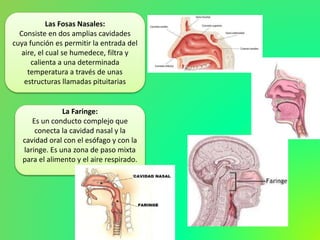 Las Fosas Nasales:
Consiste en dos amplias cavidades
cuya función es permitir la entrada del
aire, el cual se humedece, filtra y
calienta a una determinada
temperatura a través de unas
estructuras llamadas pituitarias
La Faringe:
Es un conducto complejo que
conecta la cavidad nasal y la
cavidad oral con el esófago y con la
laringe. Es una zona de paso mixta
para el alimento y el aire respirado.
 