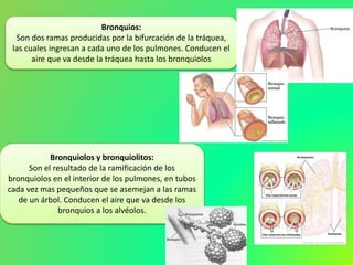 Bronquios:
Son dos ramas producidas por la bifurcación de la tráquea,
las cuales ingresan a cada uno de los pulmones. Conducen el
aire que va desde la tráquea hasta los bronquiolos
Bronquiolos y bronquiolitos:
Son el resultado de la ramificación de los
bronquiolos en el interior de los pulmones, en tubos
cada vez mas pequeños que se asemejan a las ramas
de un árbol. Conducen el aire que va desde los
bronquios a los alvéolos.
 