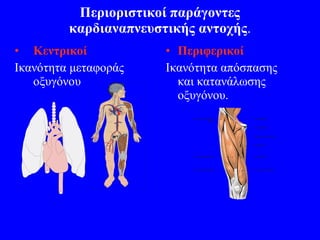 Περιοριστικοί παράγοντες καρδιαναπνευστικής αντοχής . Κεντρικοί Ικανότητα μεταφοράς οξυγόνου Περιφερικοί Ικανότητα απόσπασης και κατανάλωσης οξυγόνου.  