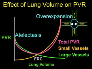 Cardiorespiratory Interactions