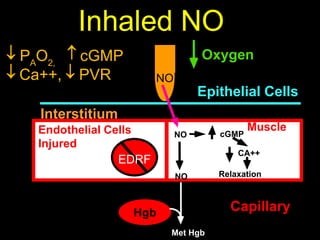 Cardiorespiratory Interactions