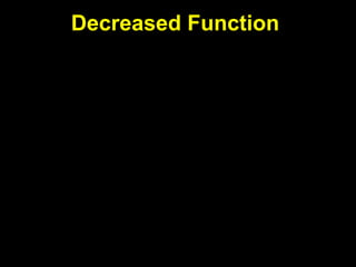 Cardiorespiratory Interactions
