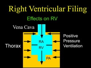 Cardiorespiratory Interactions