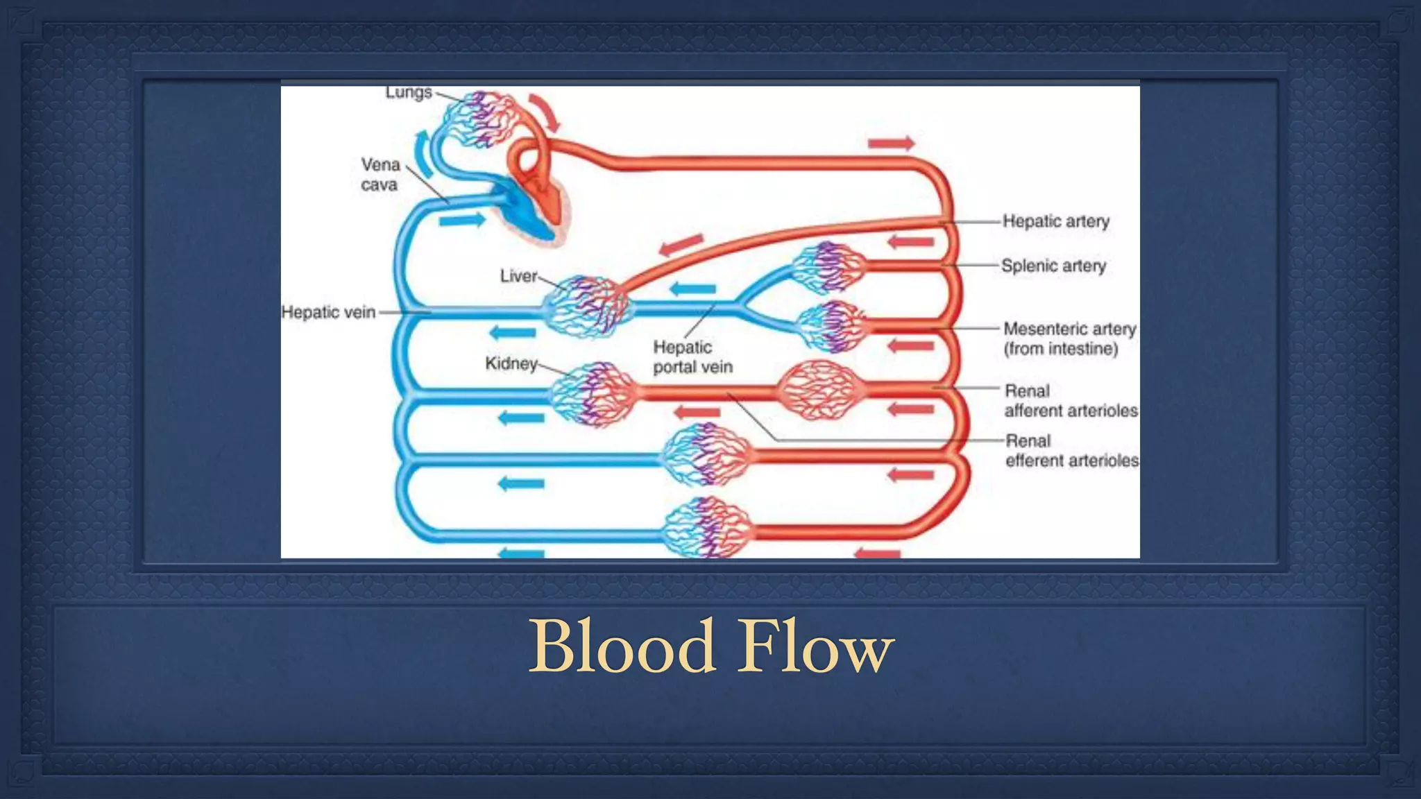 Blood Flow
 