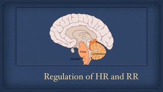 Regulation of HR and RR
 