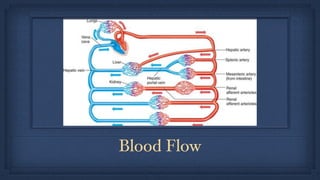 Blood Flow
 