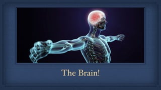 The Brain!
 