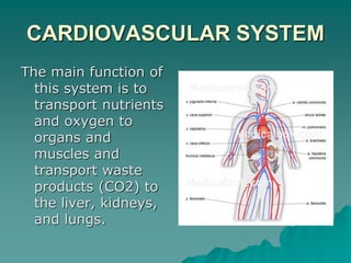 CARDIOVASCULAR SYSTEM
The main function of
this system is to
transport nutrients
and oxygen to
organs and
muscles and
transport waste
products (CO2) to
the liver, kidneys,
and lungs.
 