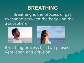 BREATHING
Breathing is the process of gas
exchange between the body and the
atmosphere.
Breathing process has two phases:
ventilation and diffusion.
 