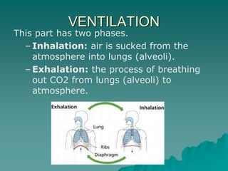 VENTILATION
This part has two phases.
– Inhalation: air is sucked from the
atmosphere into lungs (alveoli).
– Exhalation: the process of breathing
out CO2 from lungs (alveoli) to
atmosphere.
 