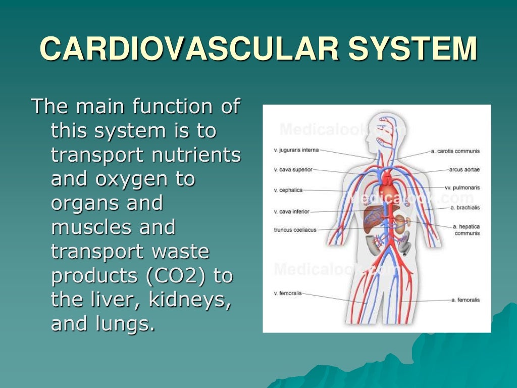 Cardiorespiratory system 3º