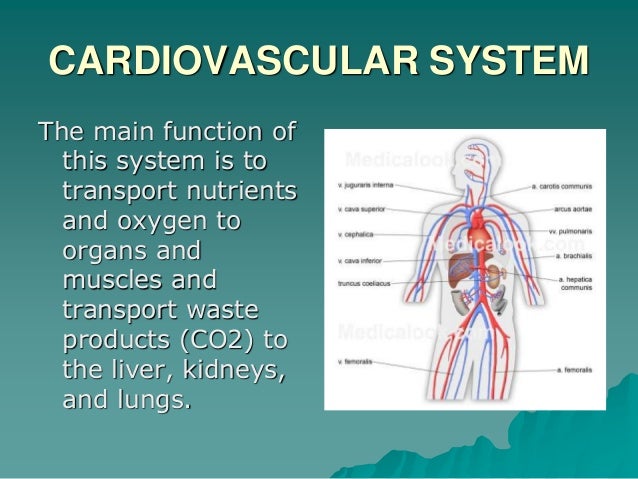 Cardiorespiratory system 3º