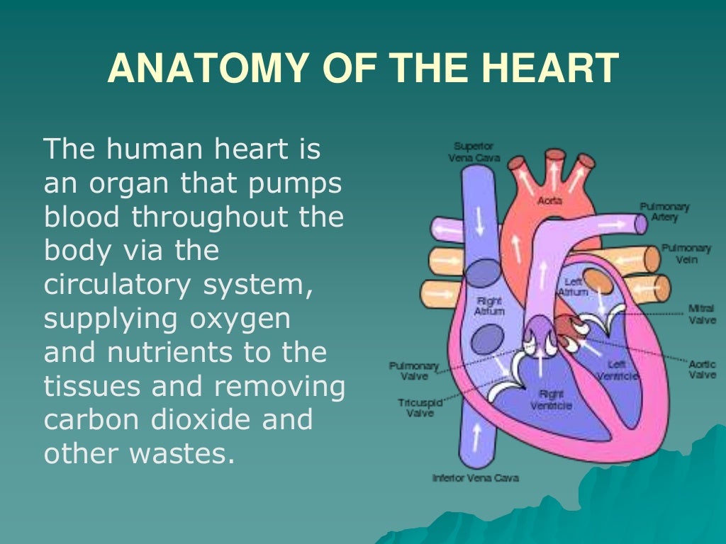 Cardiorespiratory System 3 cardiorespiratory-system-3