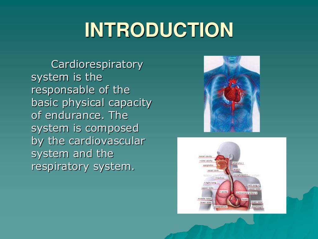 Cardiorespiratory System 3 cardiorespiratory-system-3