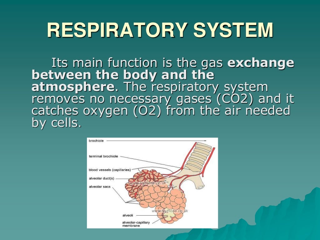 Cardiorespiratory System 3 cardiorespiratory-system-3