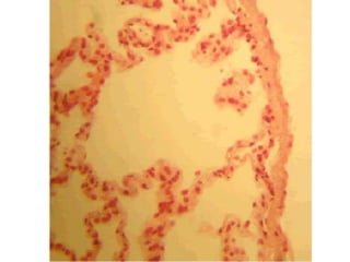 Cardiorespiratório out.2011