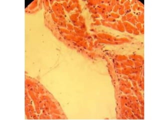 Cardiorespiratório out.2011