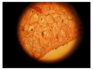 Cardiorespiratório out.2011