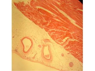 Cardiorespiratório out.2011